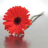 USA Poppy Basics USA,,:Boxed Red Daisy Gerbera's